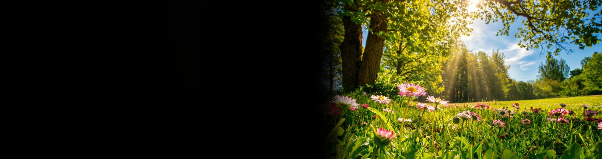 Estudo: Ouvindo a Voz de Deus