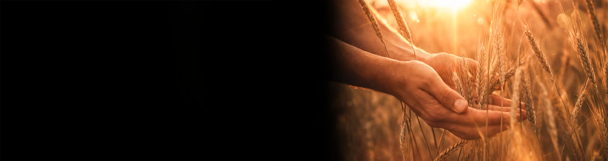 Estudo: Jesus Restaurador da Vida